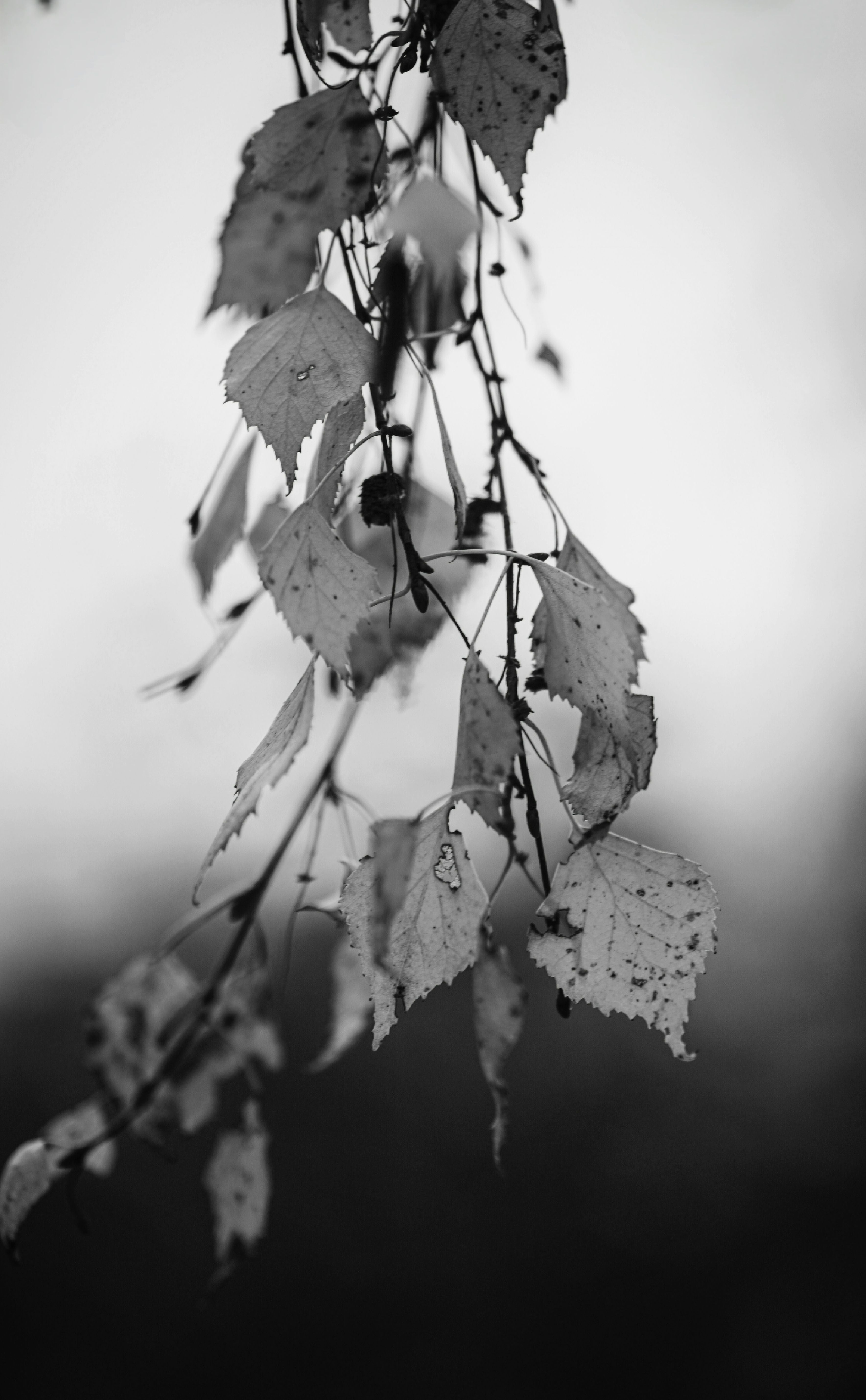 Leaves